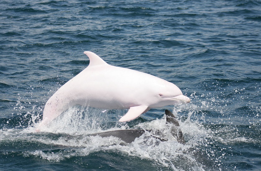 снимок дельфина